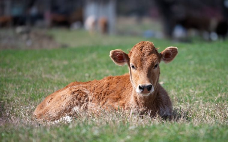 How Much Is a Calf? 2026 Prices by Type, Weight, and Weight Class